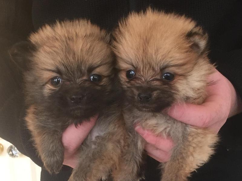 micro pomeranian for sale in USA and Canada